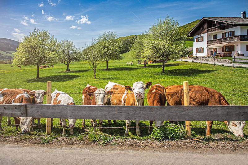 Bio-Bauernhof Jörgenbauer – Bild 15